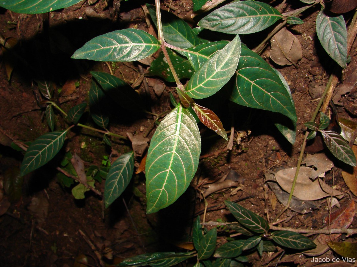 Lepidagathis incurva var. lophostachyoides (Nees) Abeyw.